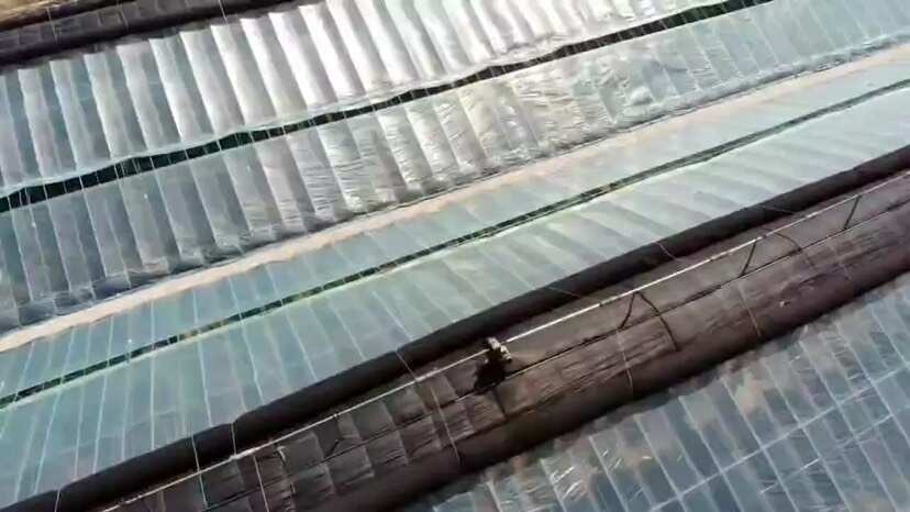 烟台下架 “中国大樱桃之乡” 自产自销 有机大樱桃 精品果