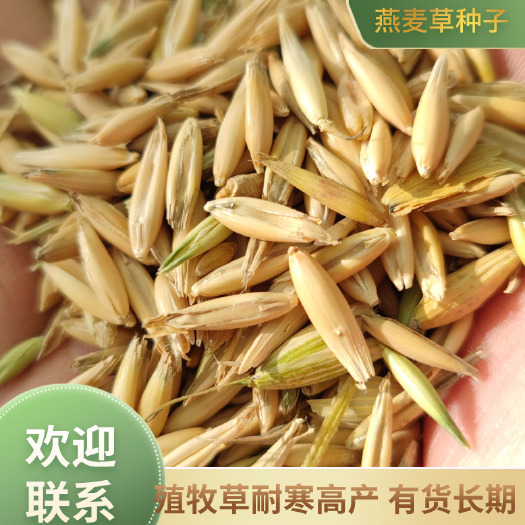 皋兰县饲用燕麦草种子，养殖牧草耐寒高产，量大优惠
