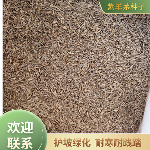 皋兰县紫羊茅种子，护坡绿化专用，耐寒耐践踏，长期有货