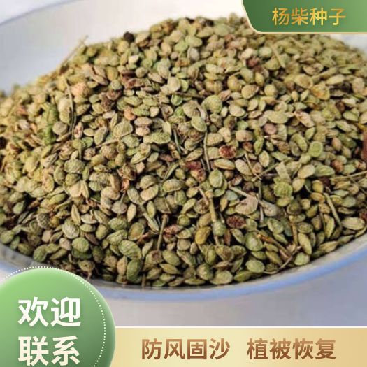 皋兰县杨柴种子，防风固沙，植被恢复专用，大量有货