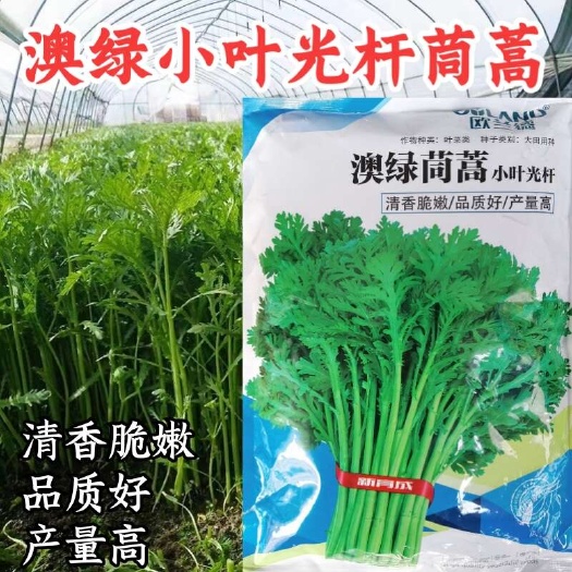 洛阳澳绿光杆茼蒿菜种子 清香脆嫩 茎杆高 耐寒 基地种植