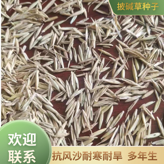 披碱草种子，抗风沙耐寒耐旱耐盐碱护坡固土绿化多年生四季牧草