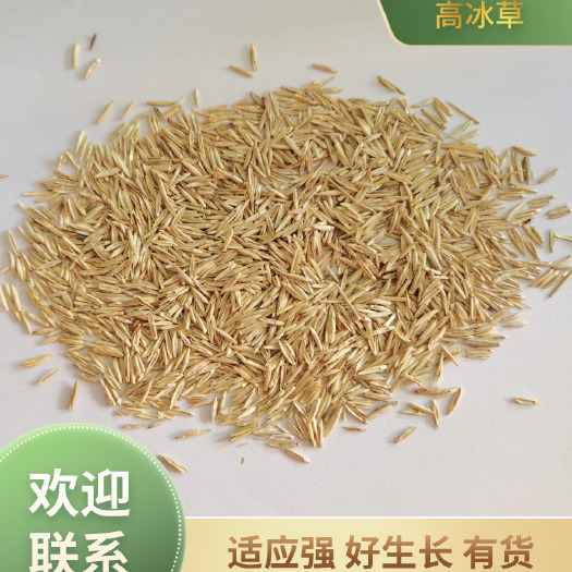 皋兰县高冰草，牧草固土护坡，防风固沙先锋草，量大优惠