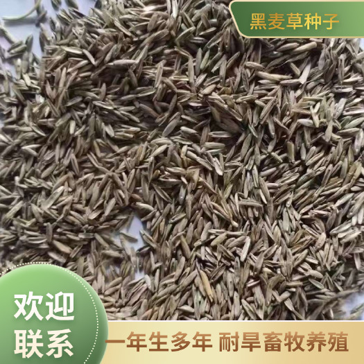 皋兰县黑麦草种子，一年生多年生牧草种子，耐旱畜牧养殖