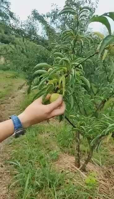 镇宁县蜂糖李
