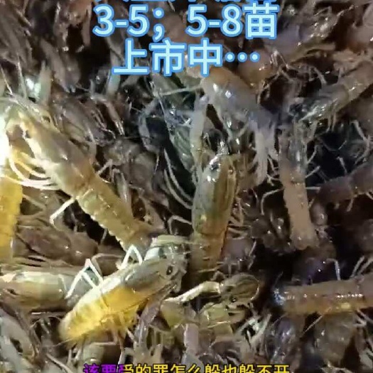 化州市澳洲淡水蓝龙虾苗