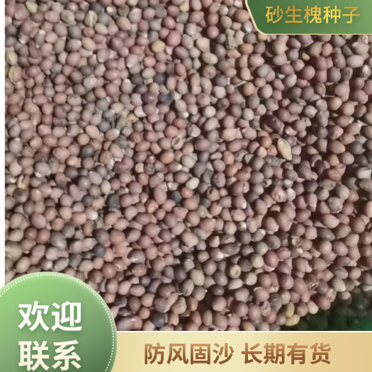 皋兰县砂生槐种子，防风固沙，长期有货