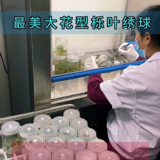 成都栎叶绣球和声穴盘苗