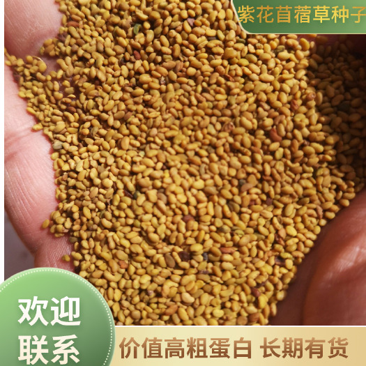 皋兰县苜蓿草种子，四季牧草紫花苜蓿 高蛋白，大量有货