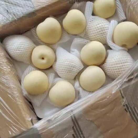 赵县河北皇冠梨产地一手货源