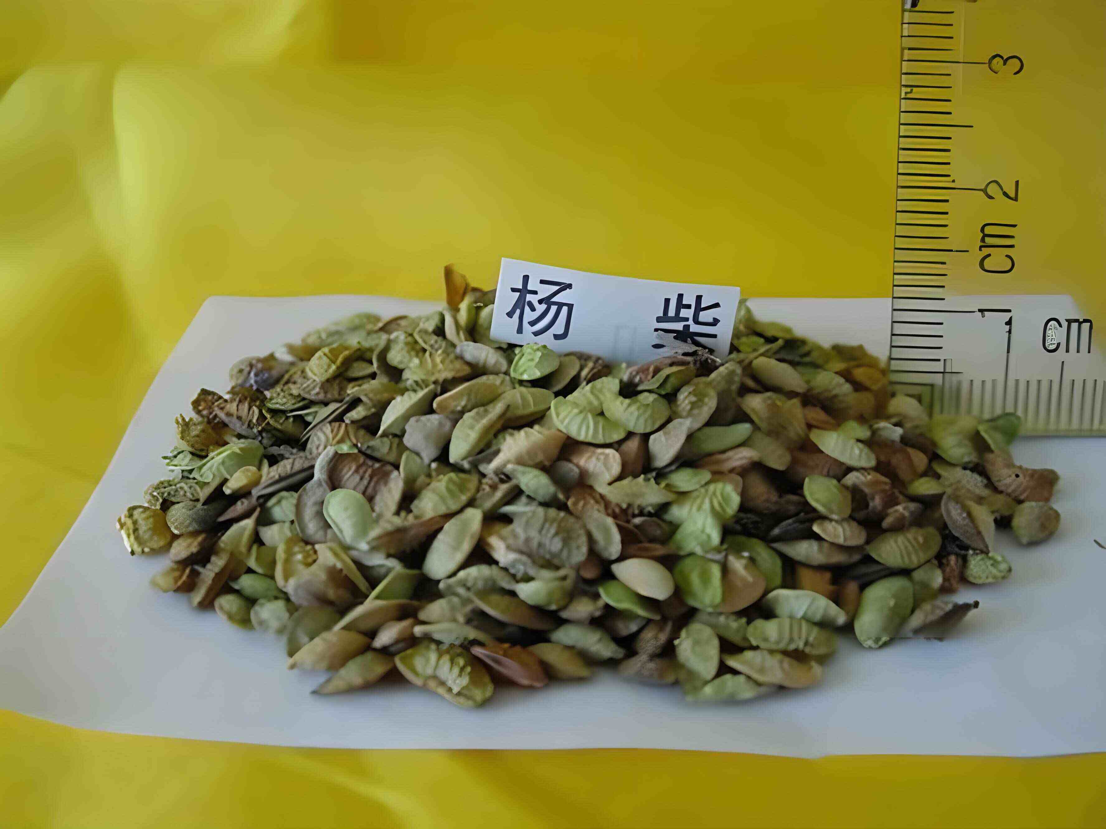 杨柴种子，防风固沙，植被恢复专用，大量有货