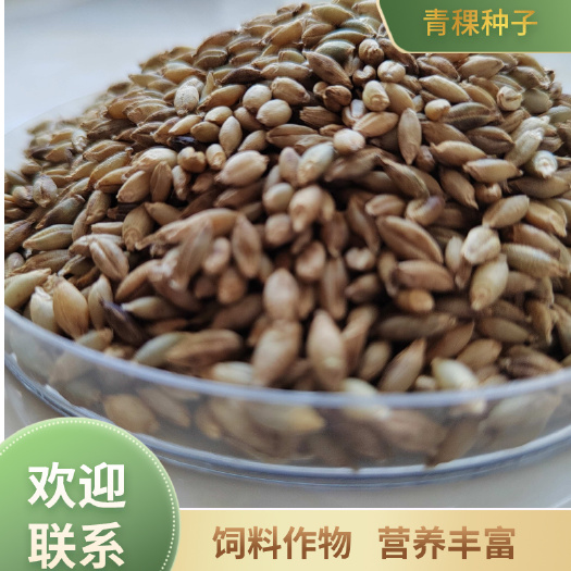 青稞种子，美丽乡村  生态恢复种子