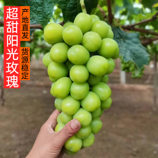 饶阳县超甜阳光玫瑰新鲜上市产地直发货源稳定10-18元一斤