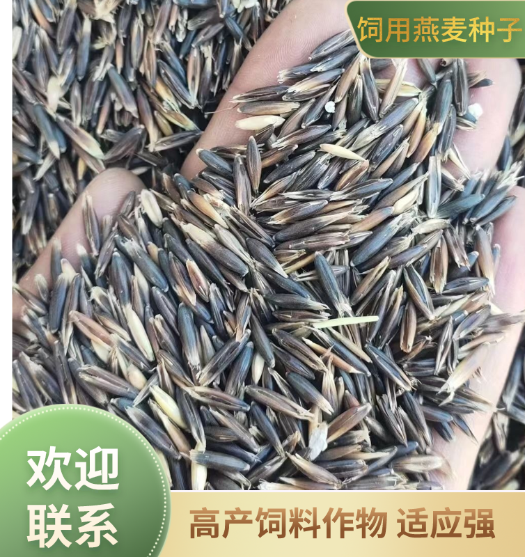饲用燕麦种子，高产饲料作物，耐寒产量高适应强
