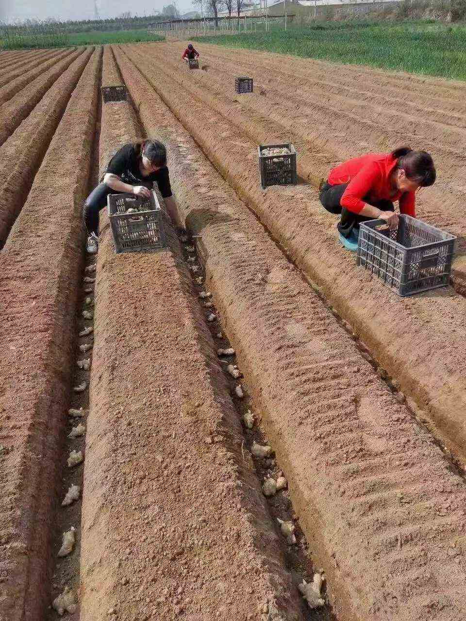 姜種 芽點密集 姜體鮮貨 生命力強 貨量充足 全年發(fā)貨