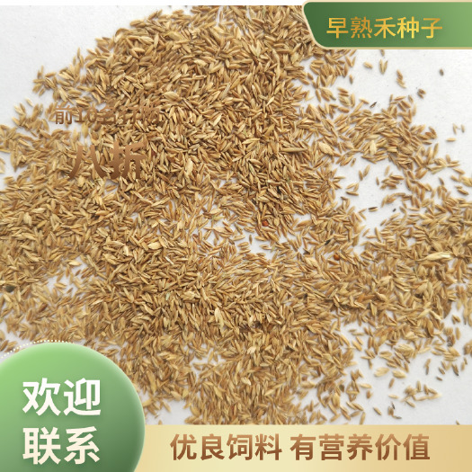 皋兰县早熟禾种子，优质草坪种子，常用饲养牲，有营养价值
