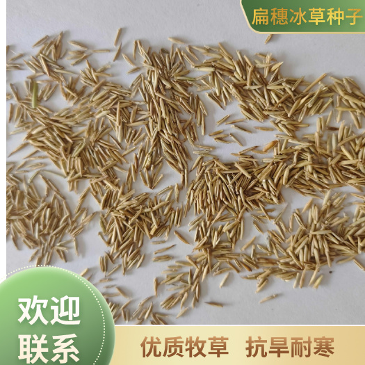 扁穗冰草种子，优质牧草，抗旱耐寒，大量供应