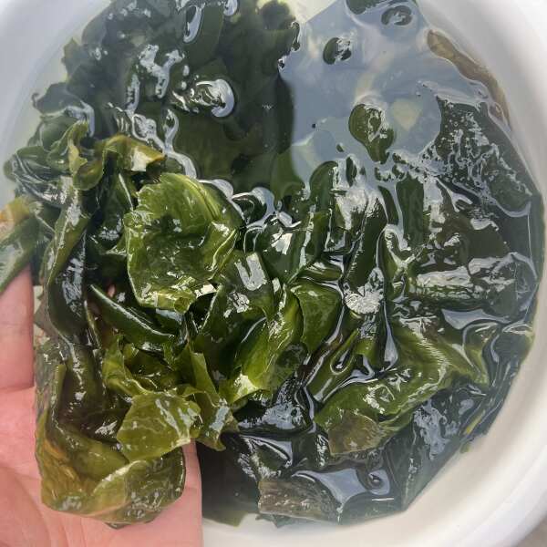 精品群带菜，海藻干活，量大优惠，罐装便捷大气