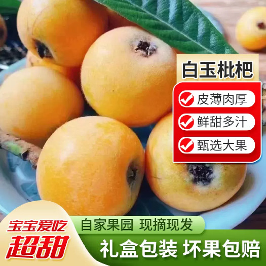 苏州2024超甜精品超大果白玉白沙枇杷果新鲜水果果琵琶鲜果