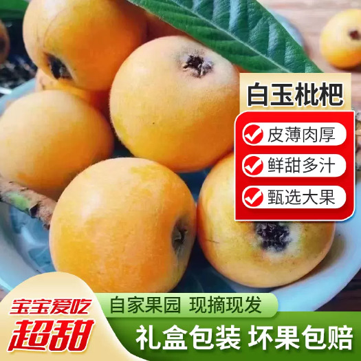 苏州2024超甜精品超大果白玉白沙枇杷果新鲜水果孕妇果琵琶鲜果
