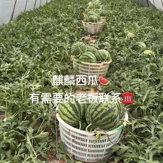 师宗县麒麟瓜