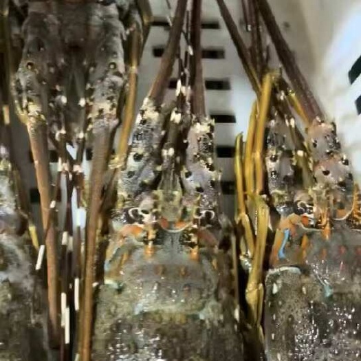 活冻小青龙龙虾批发鲜活大龙虾澳洲龙虾餐饮食材原料供应