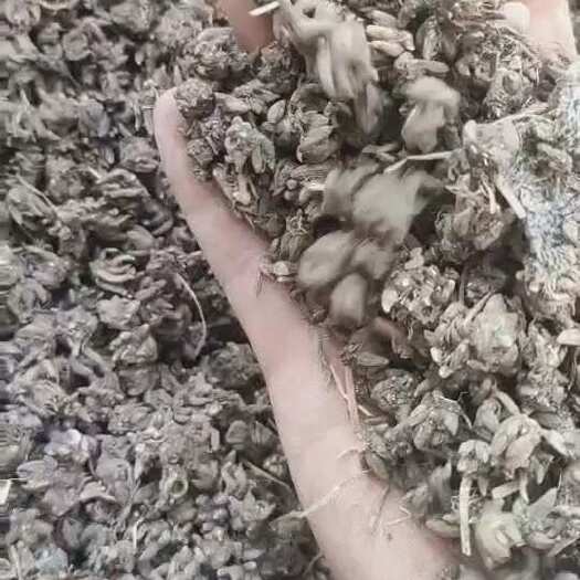 猫爪草长期供应猫爪草 可批量可零售量大从优包邮猫爪草