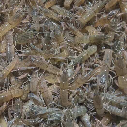 漳浦县澳洲淡水龙虾苗2 3规格 黑头公分