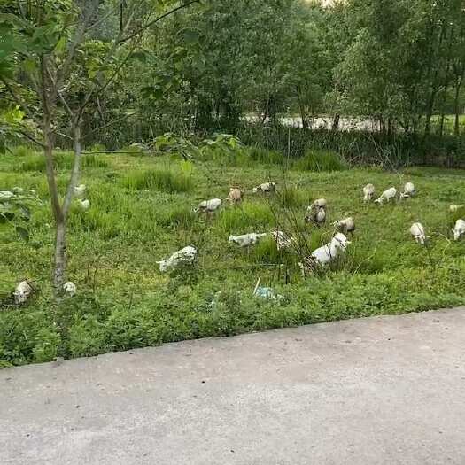 芜湖丛林放养土山羊