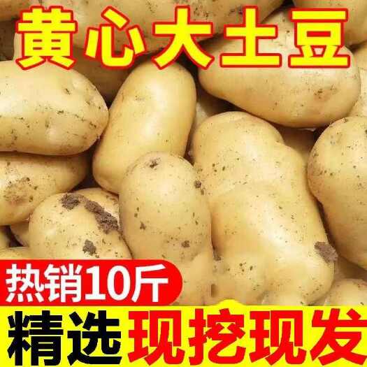 沃土5号土豆新鲜现挖黄心土豆大个超大号马铃薯沙面洋芋土豆