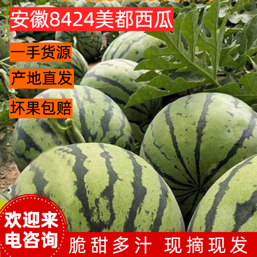 精品安徽美都有籽无籽8424西瓜一手货源产地直发甜度12以上