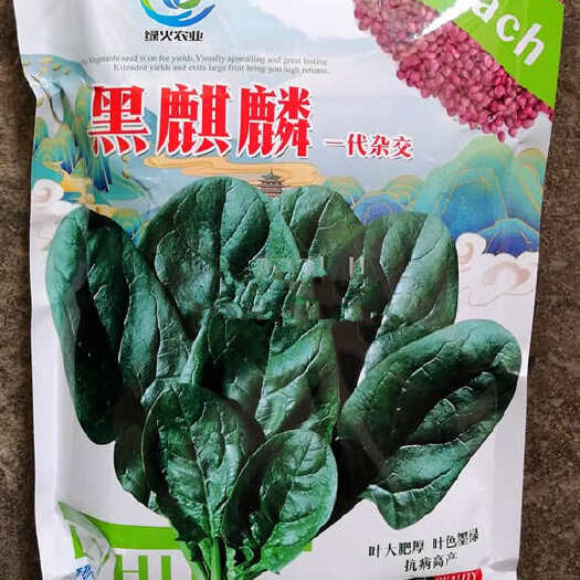 黑麒麟菠菜种子 2斤原装 叶大肥厚 叶色翠绿 抗病 基地种植