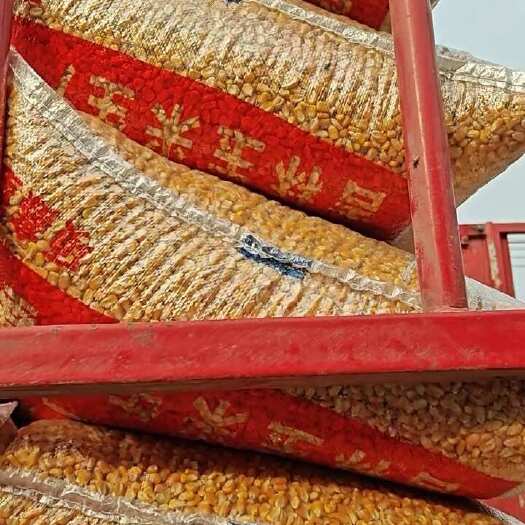 巢湖常年供应玉米粒，货源充足，价格合理，运输车辆包办欢迎咨询