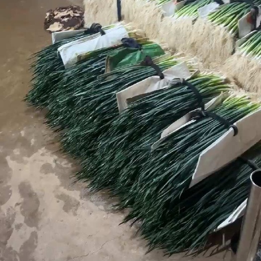 通海县云南四季蒜苗种子
