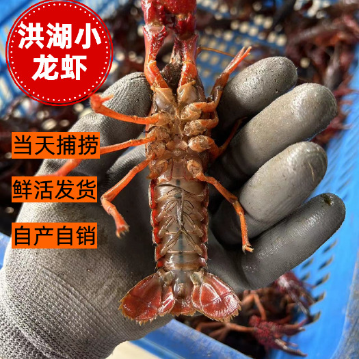 洪湖市【全国包邮】洪湖清水小龙虾 深水养殖  自产自销  量大从优