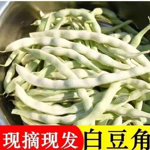 洋县新鲜白不老四季豆 农家自种蔬菜白豆角现摘芸豆白架豆