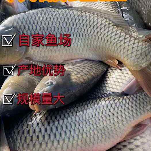 宜良县水库鱼  鲤鱼  成品