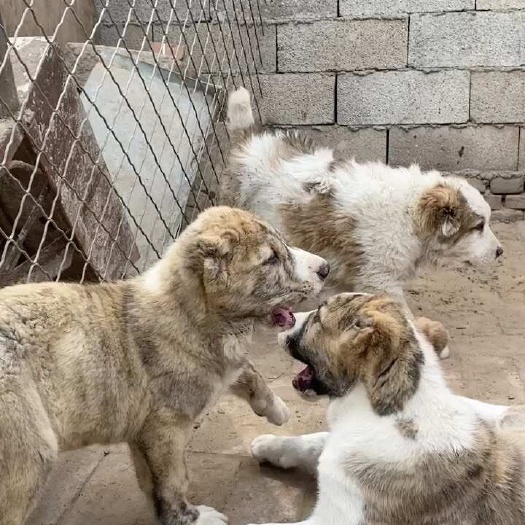 嘉祥县犬
