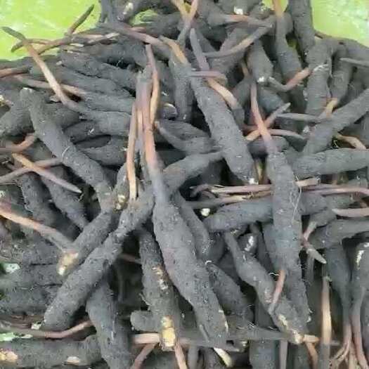 西宁新鲜虫草