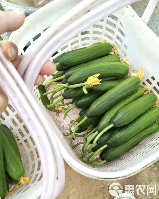 水果黄瓜，新鲜黄瓜，嘎嘣脆，脆嫩皮薄，种植基地，看图！！