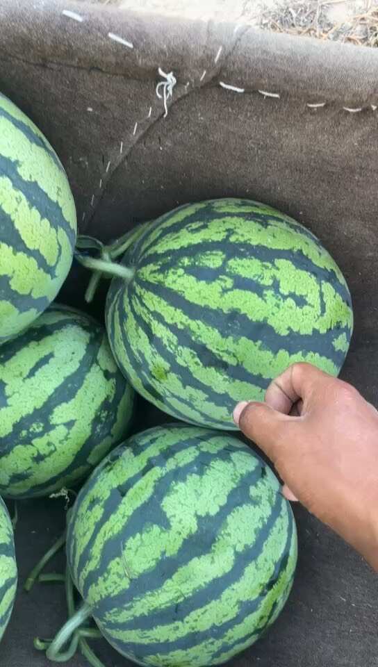 8斤起现货，大个头两粒装