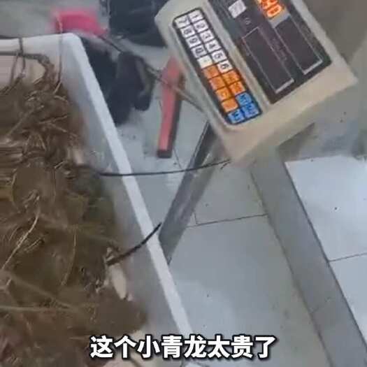  小青龙