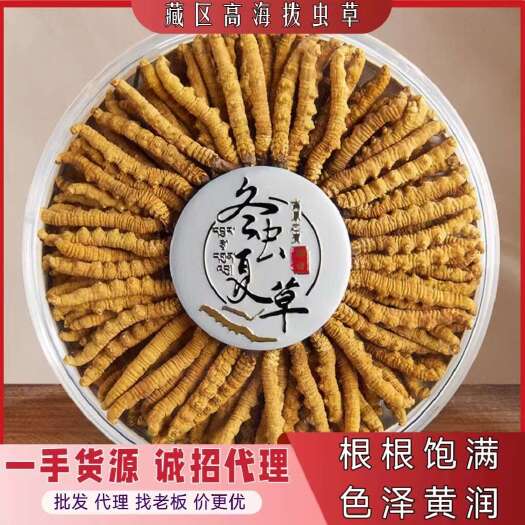 拉萨冬虫夏草源头直供西藏那曲虫草干货大断草西藏虫草实力厂家招代理