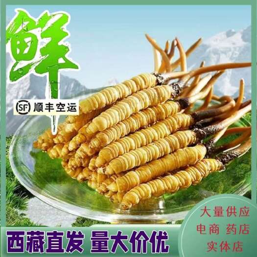 拉萨鲜虫草西藏那曲新鲜冬虫夏草产地直发一手货源正品保证假一赔十