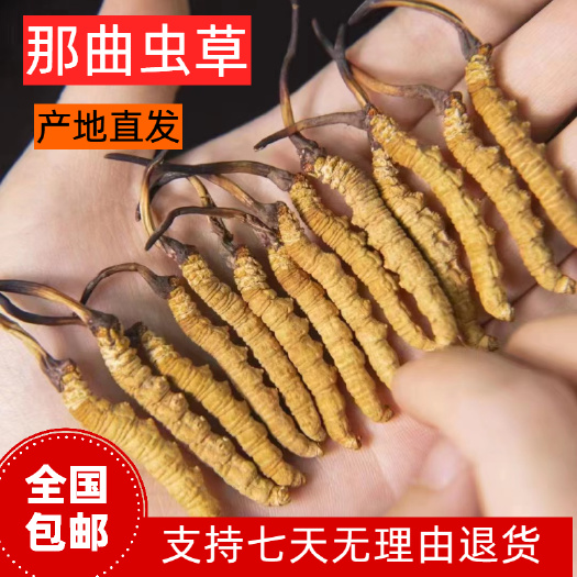 【冬虫夏草】 西藏那曲 礼盒装 规格齐全 品质放心