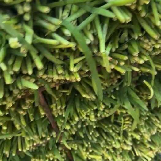 灌南县露天韭菜  量大