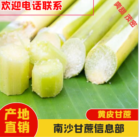 广州黄皮甘蔗，爽甜、茂密、高拔、可口、多汁、美味