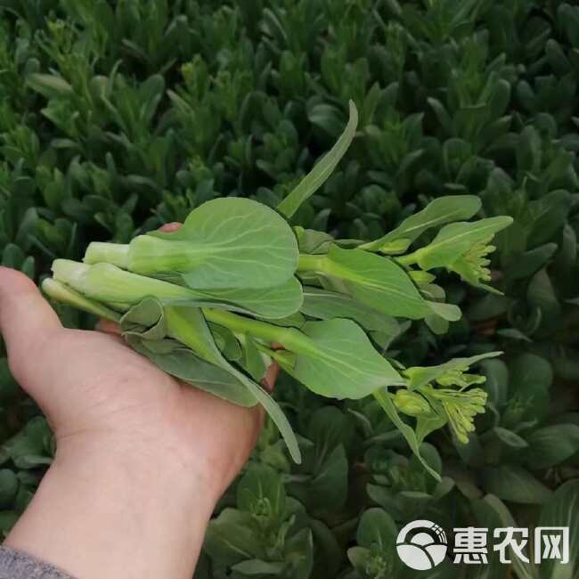 翠苔2号白菜苔种子 早熟 主苔粗 侧芽多 耐热耐寒 采收期长