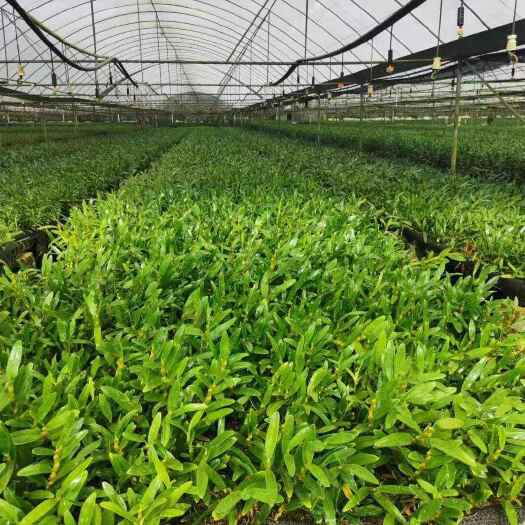 勐腊县金钗石斛苗，一株一芽，基地直发，量大优惠