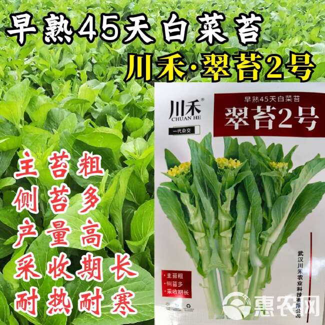 翠苔2号白菜苔种子 早熟 主苔粗 侧芽多 耐热耐寒 采收期长